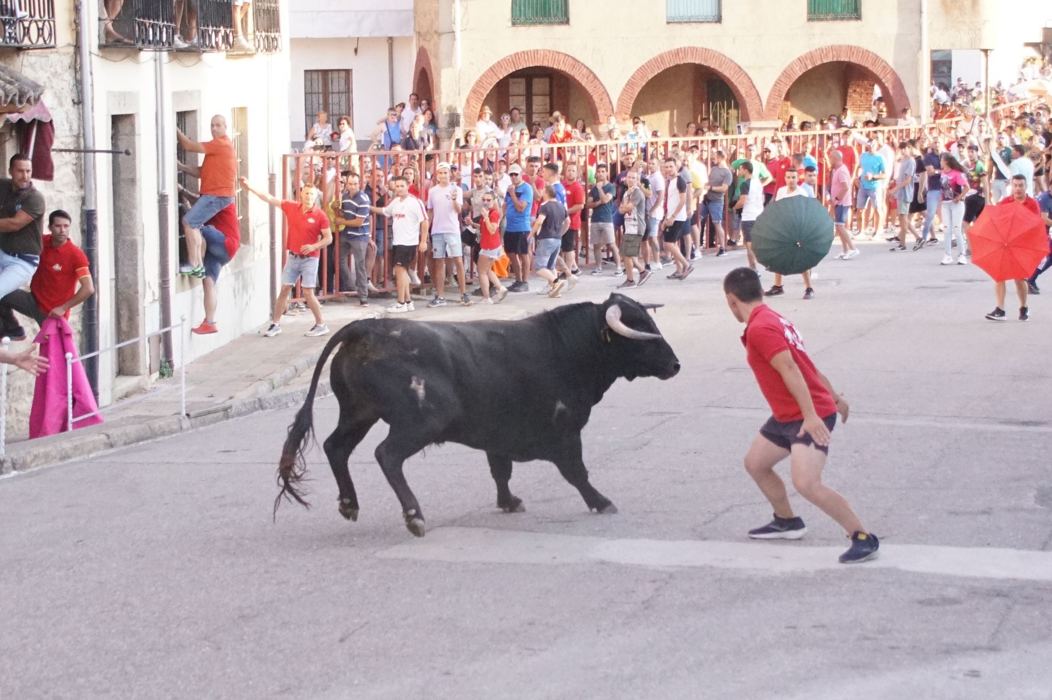 Ledesma disfruta de su primer Toro de Cajón y suelta de vaquilla