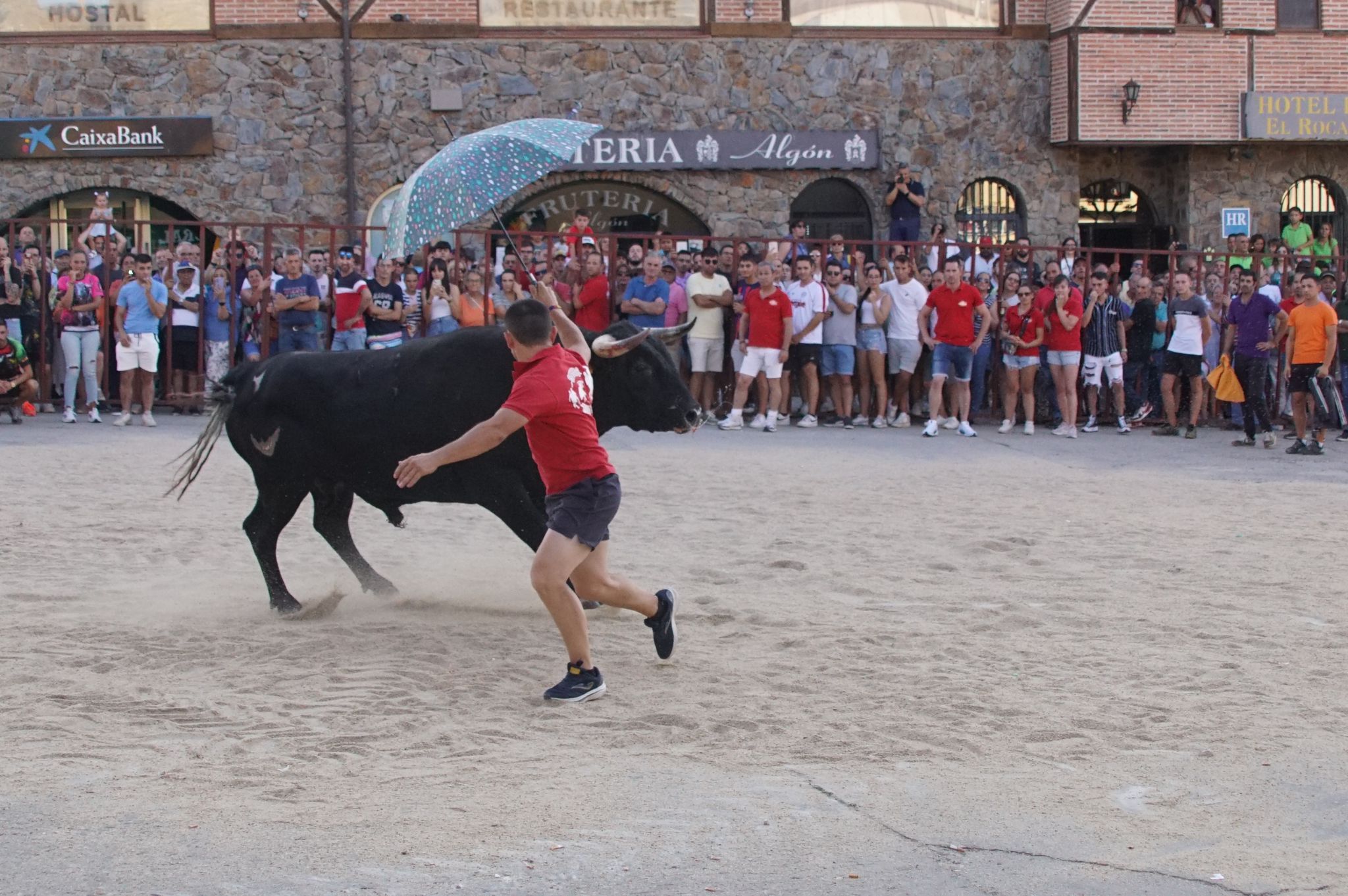 Ledesma disfruta de su primer Toro de Cajón y suelta de vaquilla