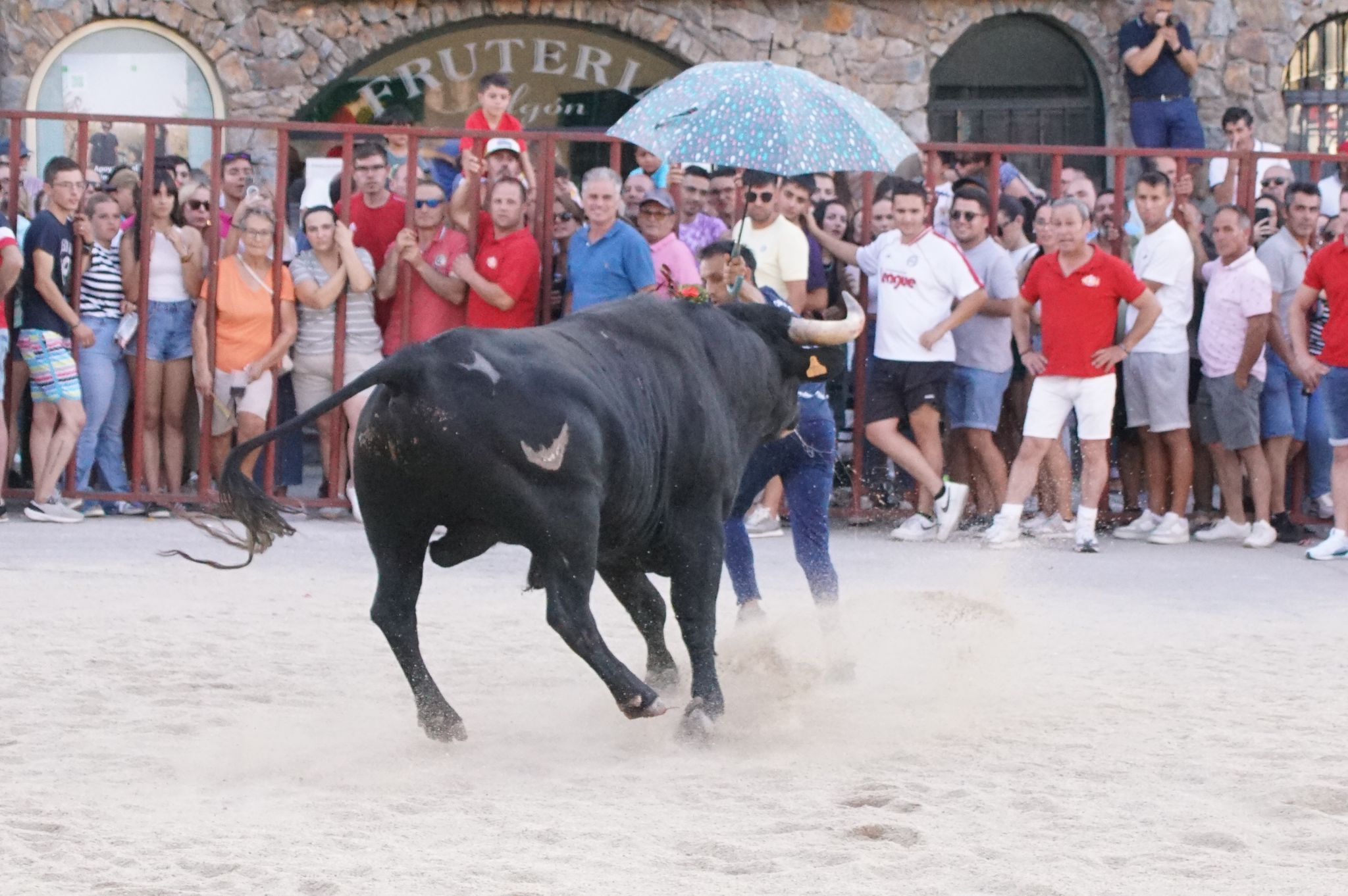 Ledesma disfruta de su primer Toro de Cajón y suelta de vaquilla