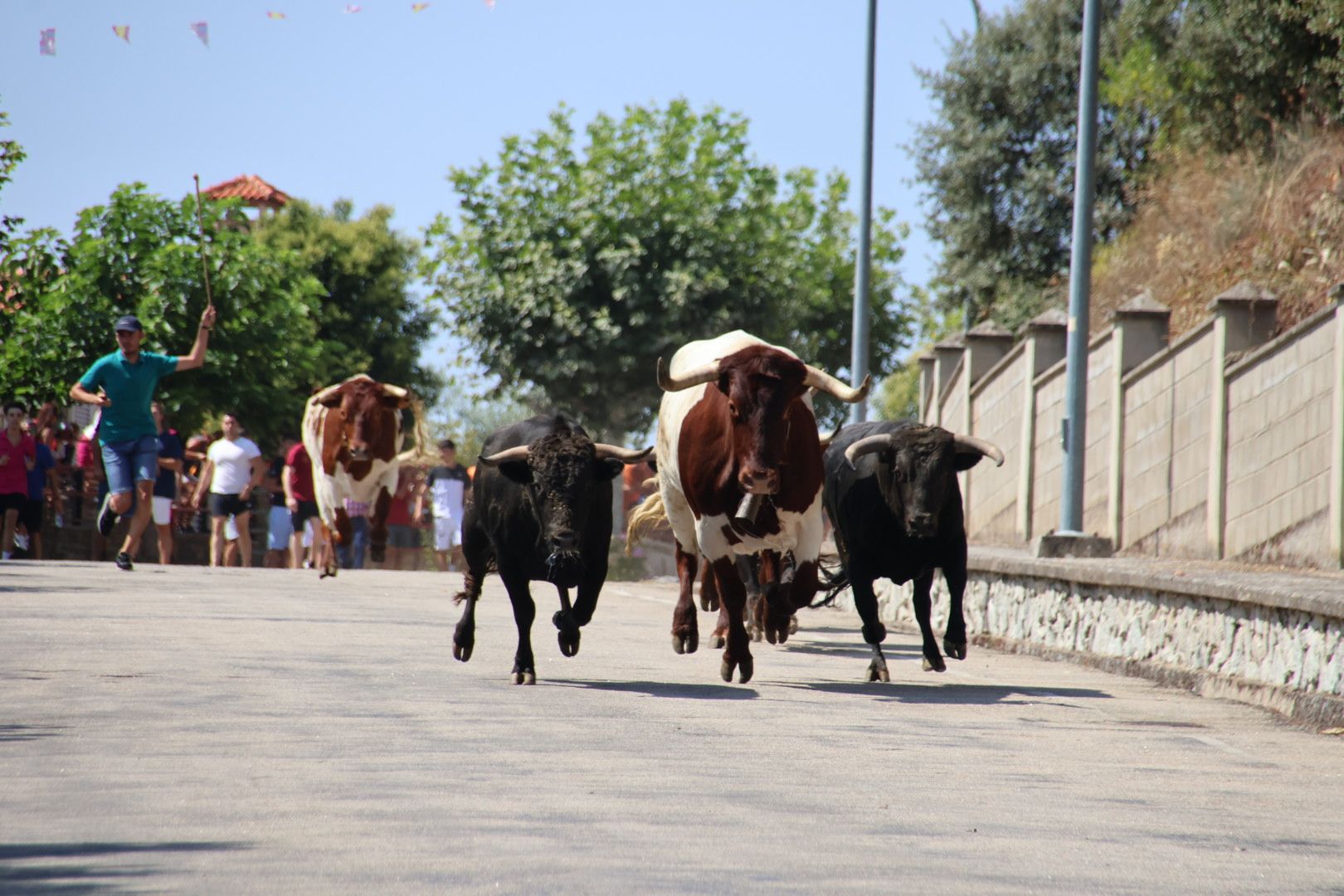 Encierro de novillos de la ganadería Charro de Llen Saucelle 