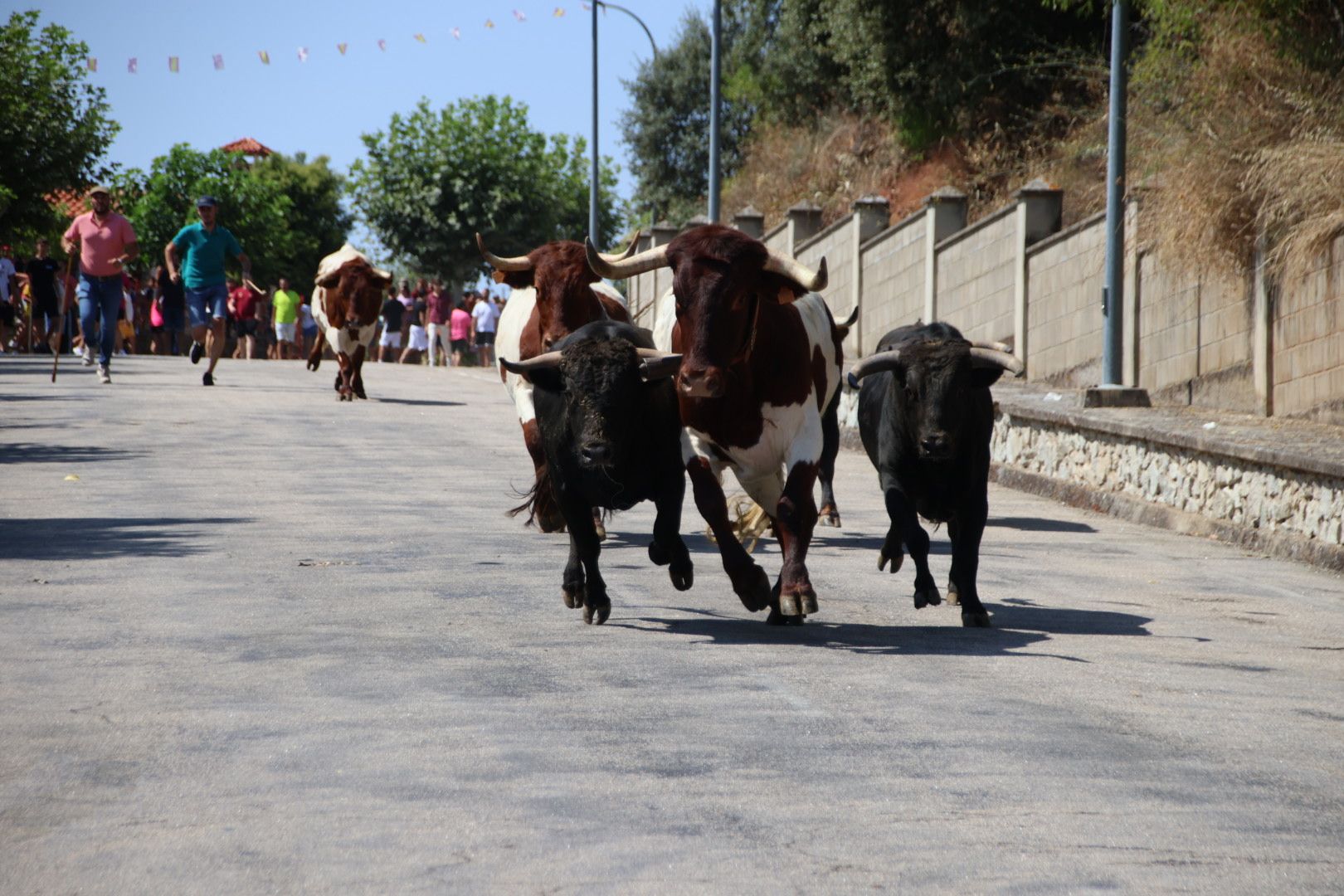 Encierro de novillos de la ganadería Charro de Llen Saucelle 