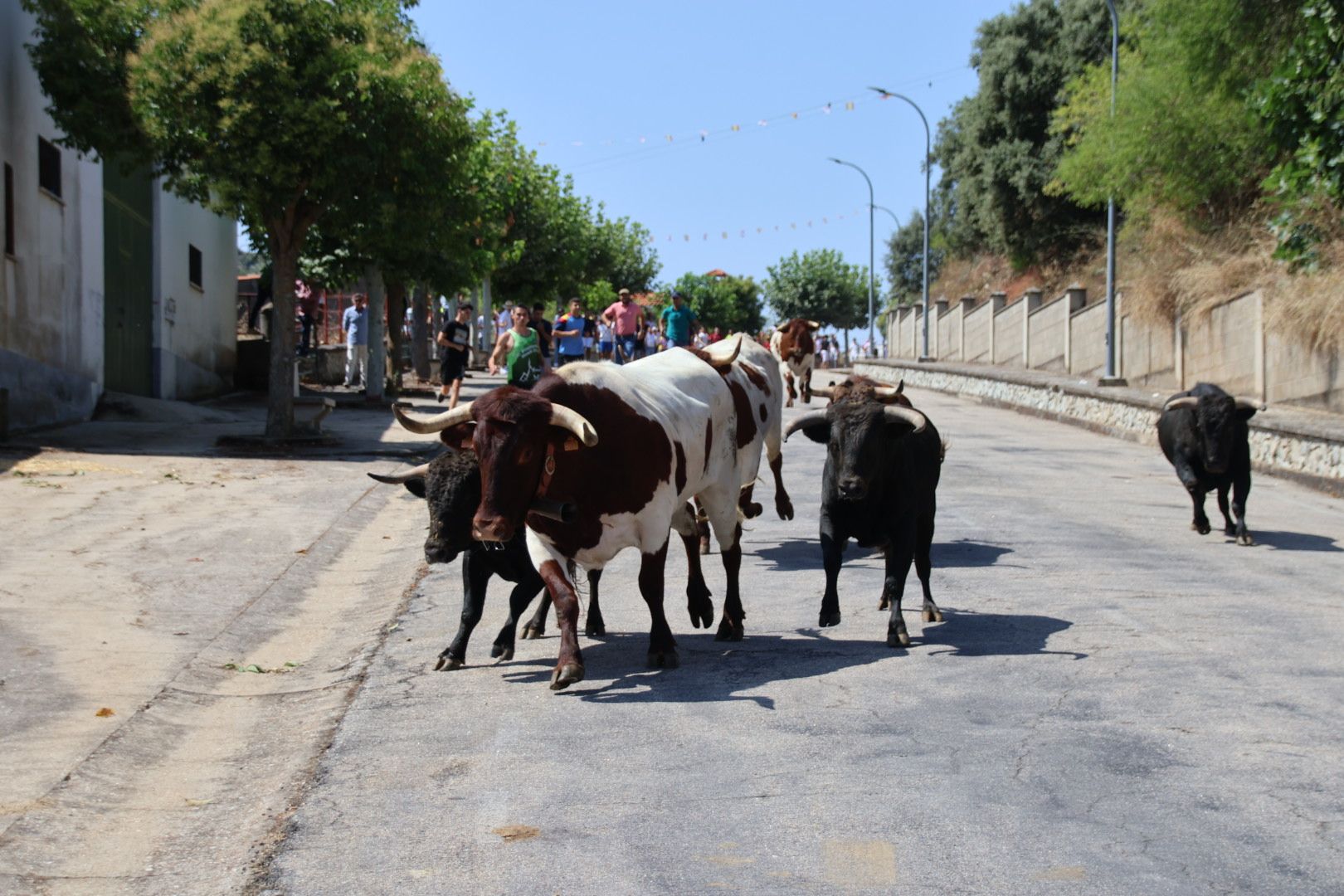 Encierro de novillos de la ganadería Charro de Llen Saucelle 