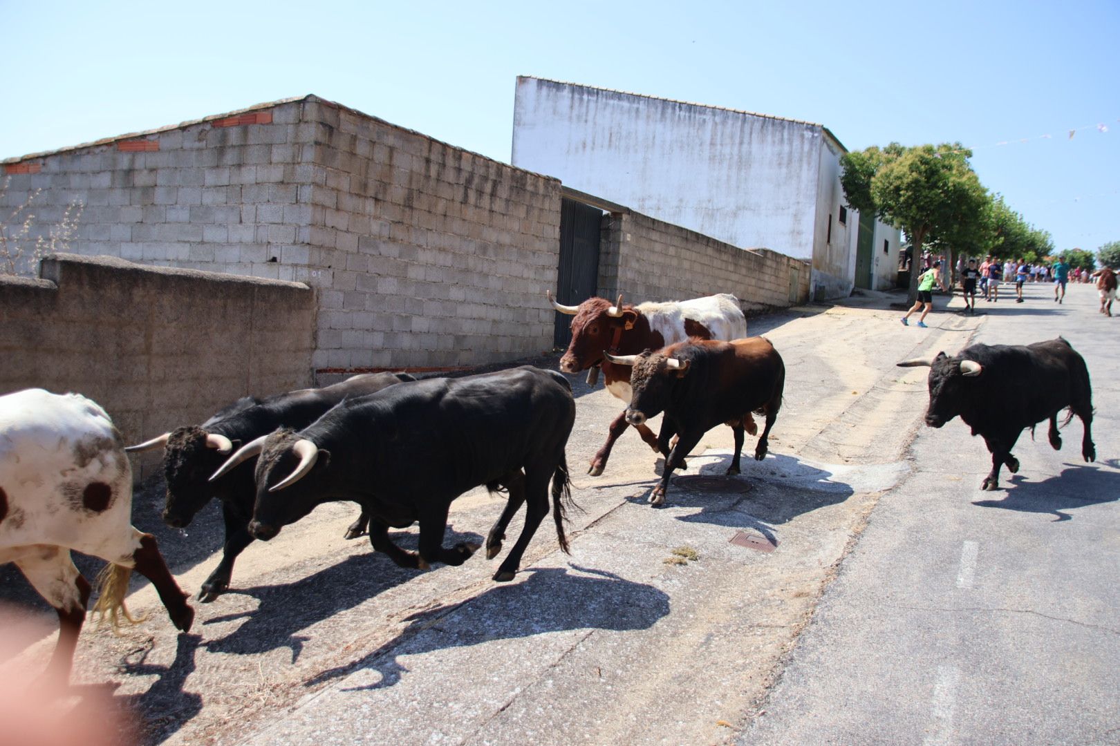 Encierro de novillos de la ganadería Charro de Llen Saucelle 