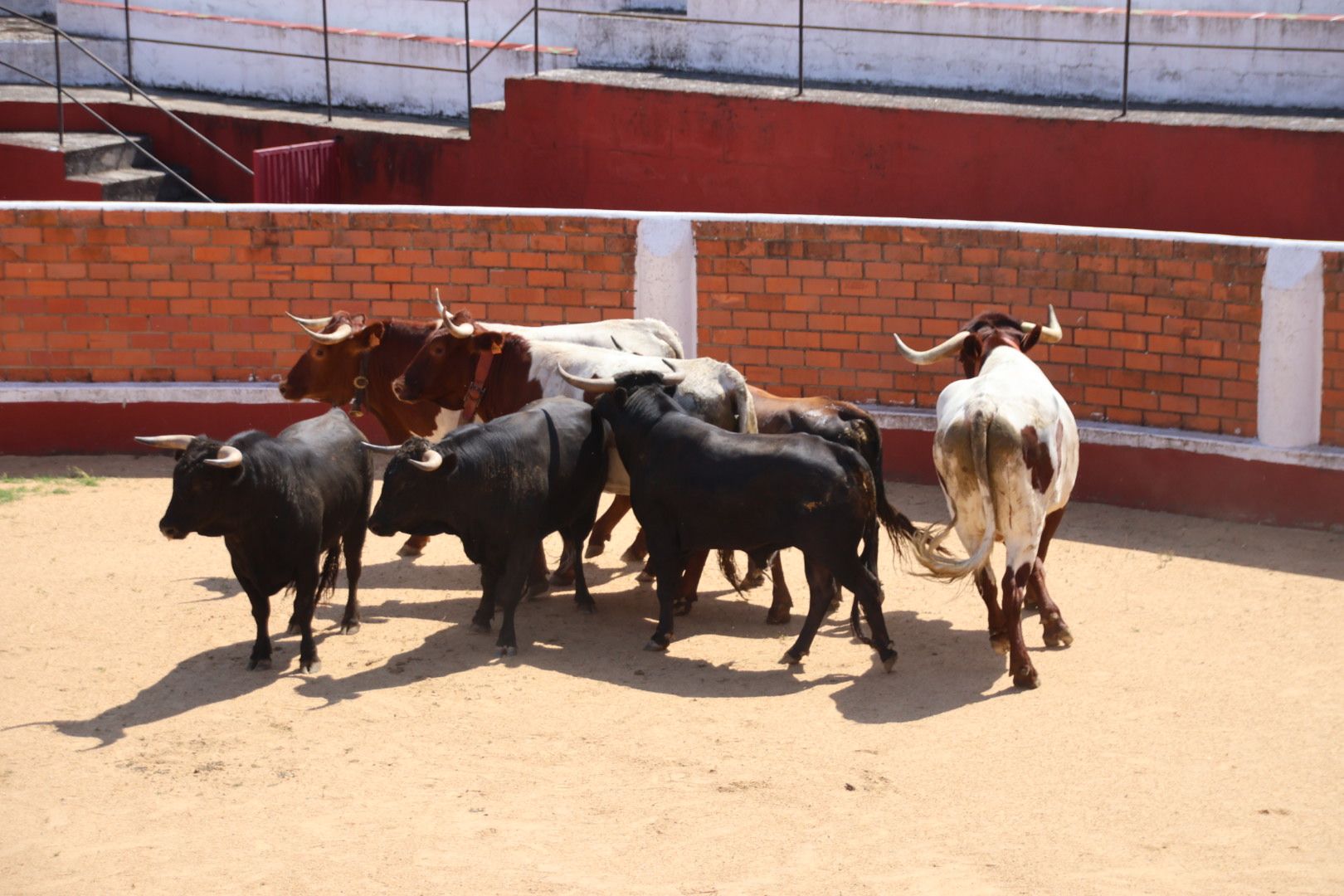 Encierro de novillos de la ganadería Charro de Llen Saucelle 