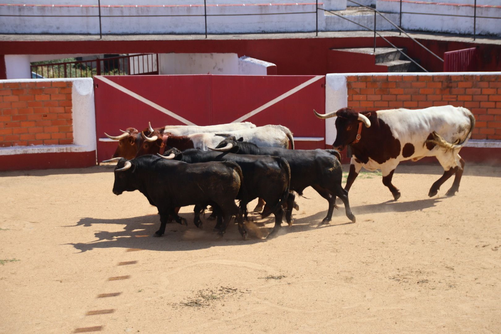 Encierro de novillos de la ganadería Charro de Llen Saucelle 