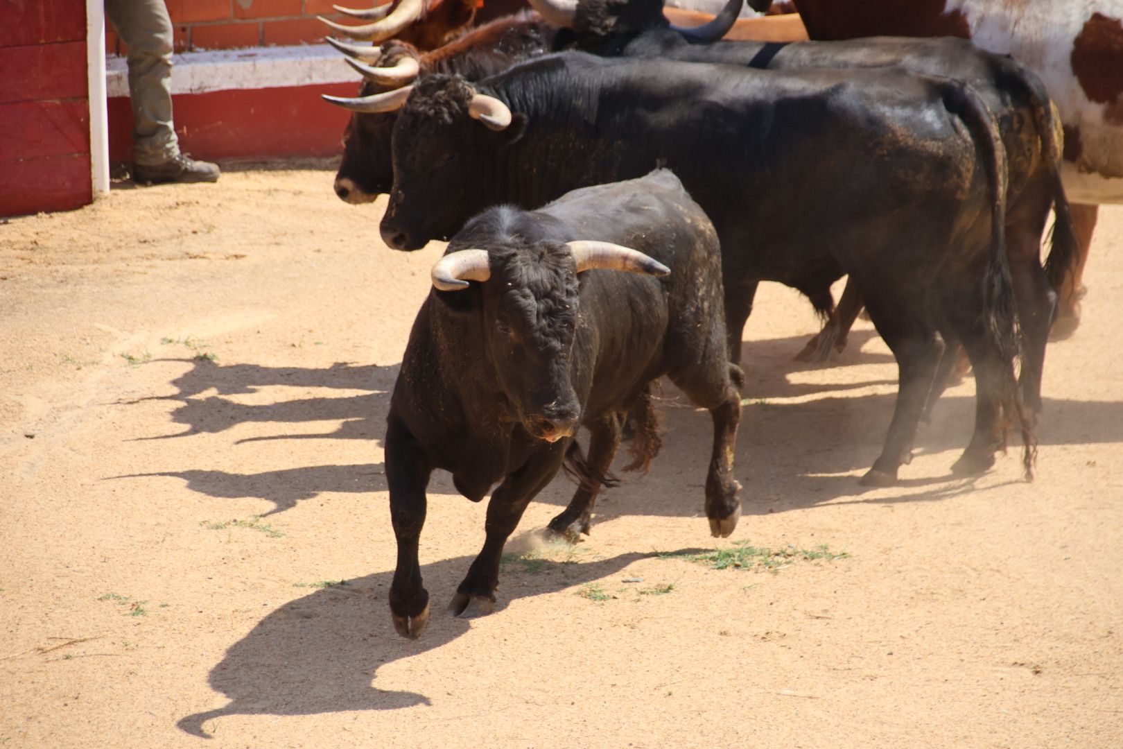 Encierro de novillos de la ganadería Charro de Llen Saucelle 