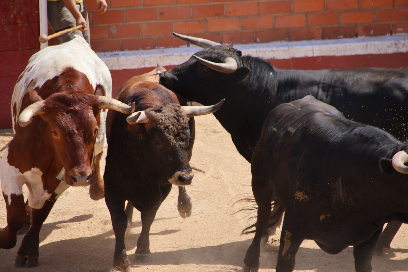 Encierro de novillos de la ganadería Charro de Llen Saucelle 