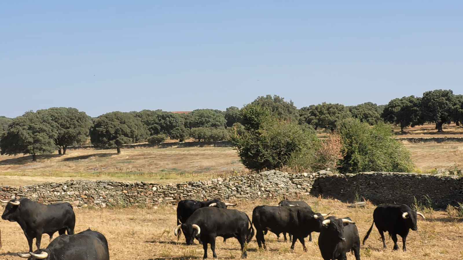 La Asociación Cultural " Virgen de Sacedon" visita la ganadería de toros bravos de Hdros de D. Ángel Sánchez y Sánchez. Finca " Miguel Muñoz". 