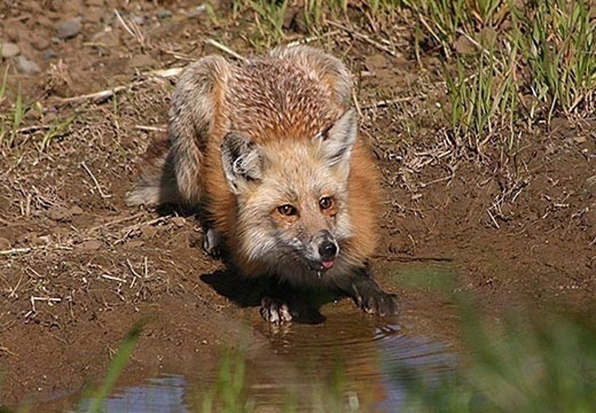 Un zorro bebiendo agua de una charca en el campo. Foto EP