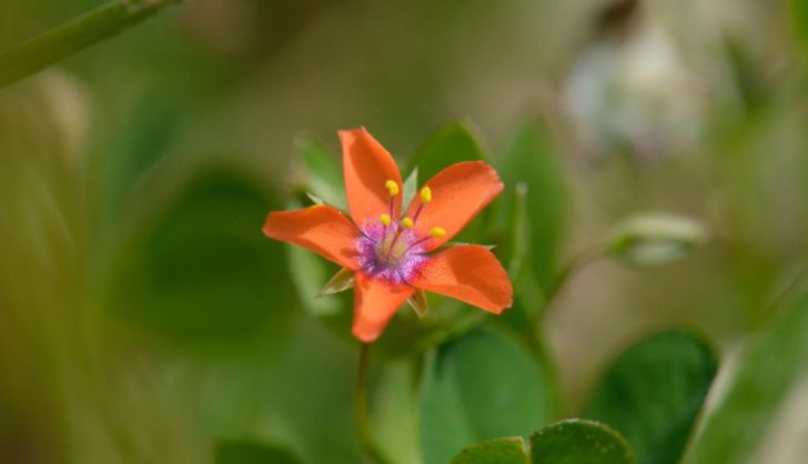 Lysimachia arvensis