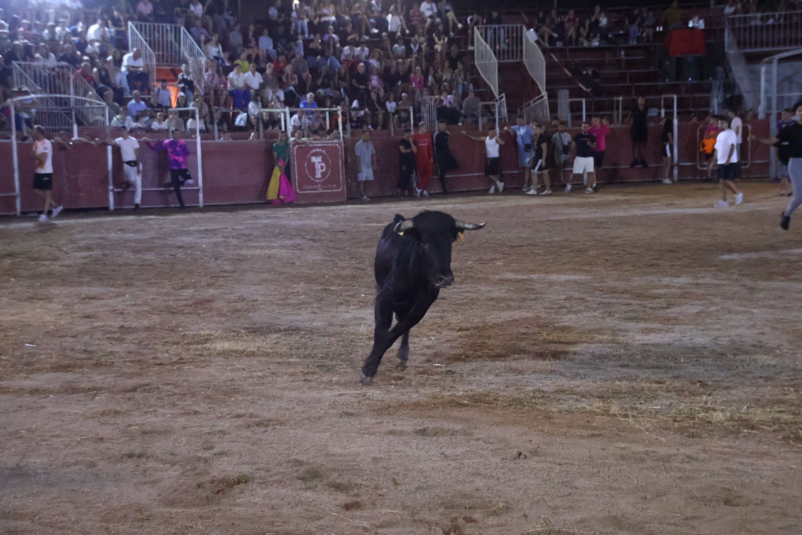 Capea Nocturna con suelta de vaquillas en Carbajosa