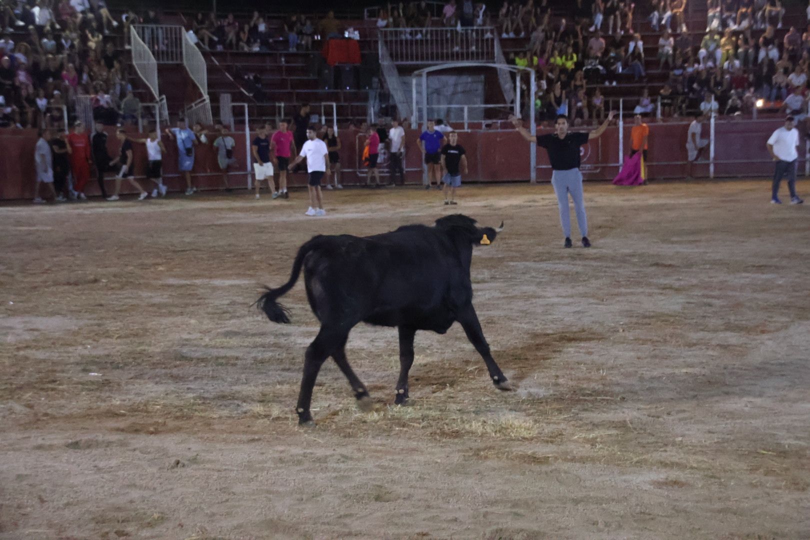 Capea Nocturna con suelta de vaquillas en Carbajosa