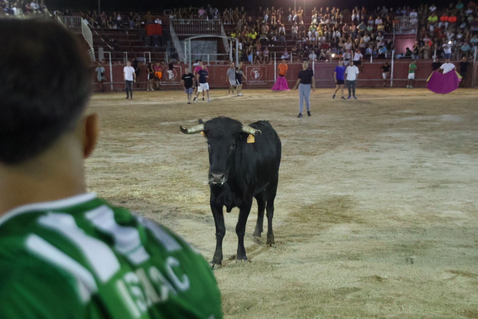 Capea Nocturna con suelta de vaquillas en Carbajosa