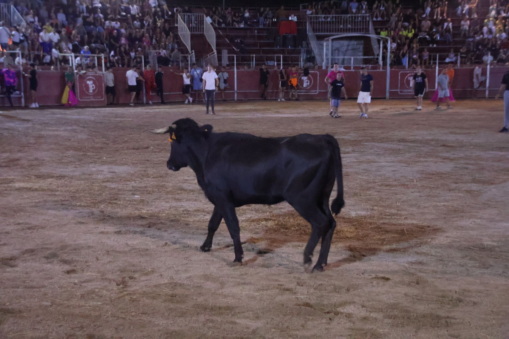 Capea Nocturna con suelta de vaquillas en Carbajosa