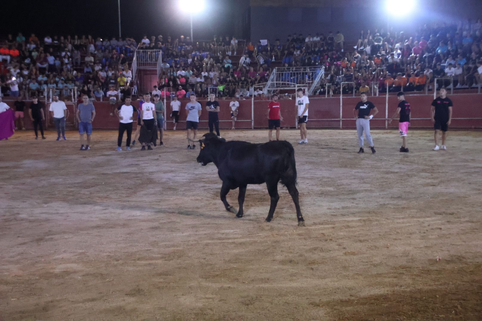 Capea Nocturna con suelta de vaquillas en Carbajosa