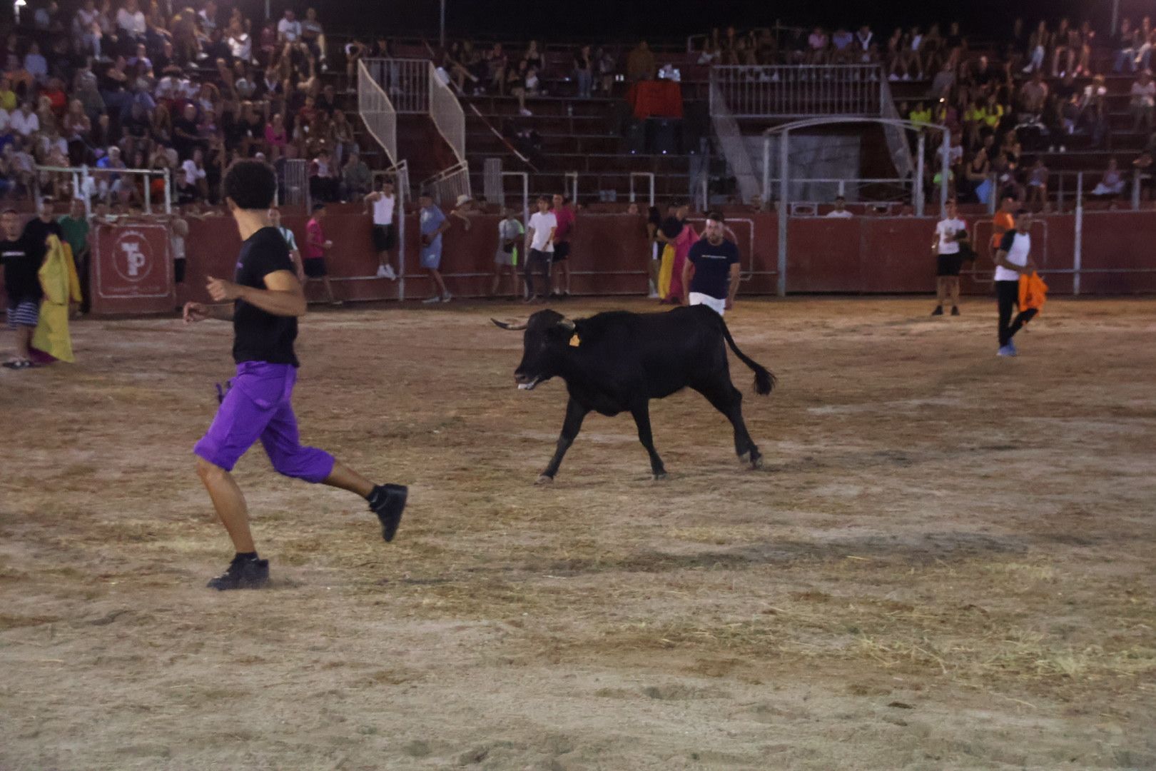 Capea Nocturna con suelta de vaquillas en Carbajosa