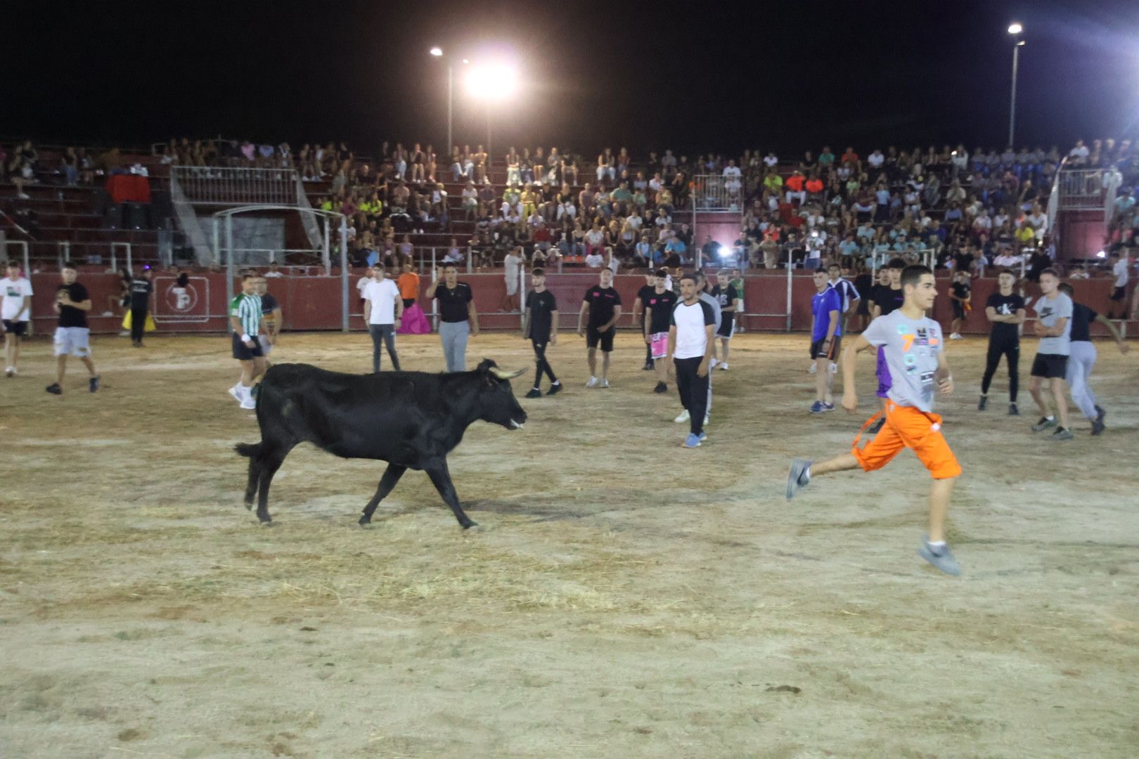 Capea Nocturna con suelta de vaquillas en Carbajosa