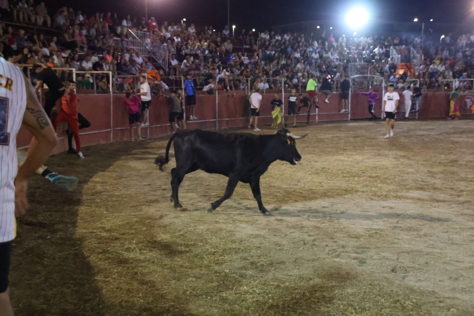 Capea Nocturna con suelta de vaquillas en Carbajosa