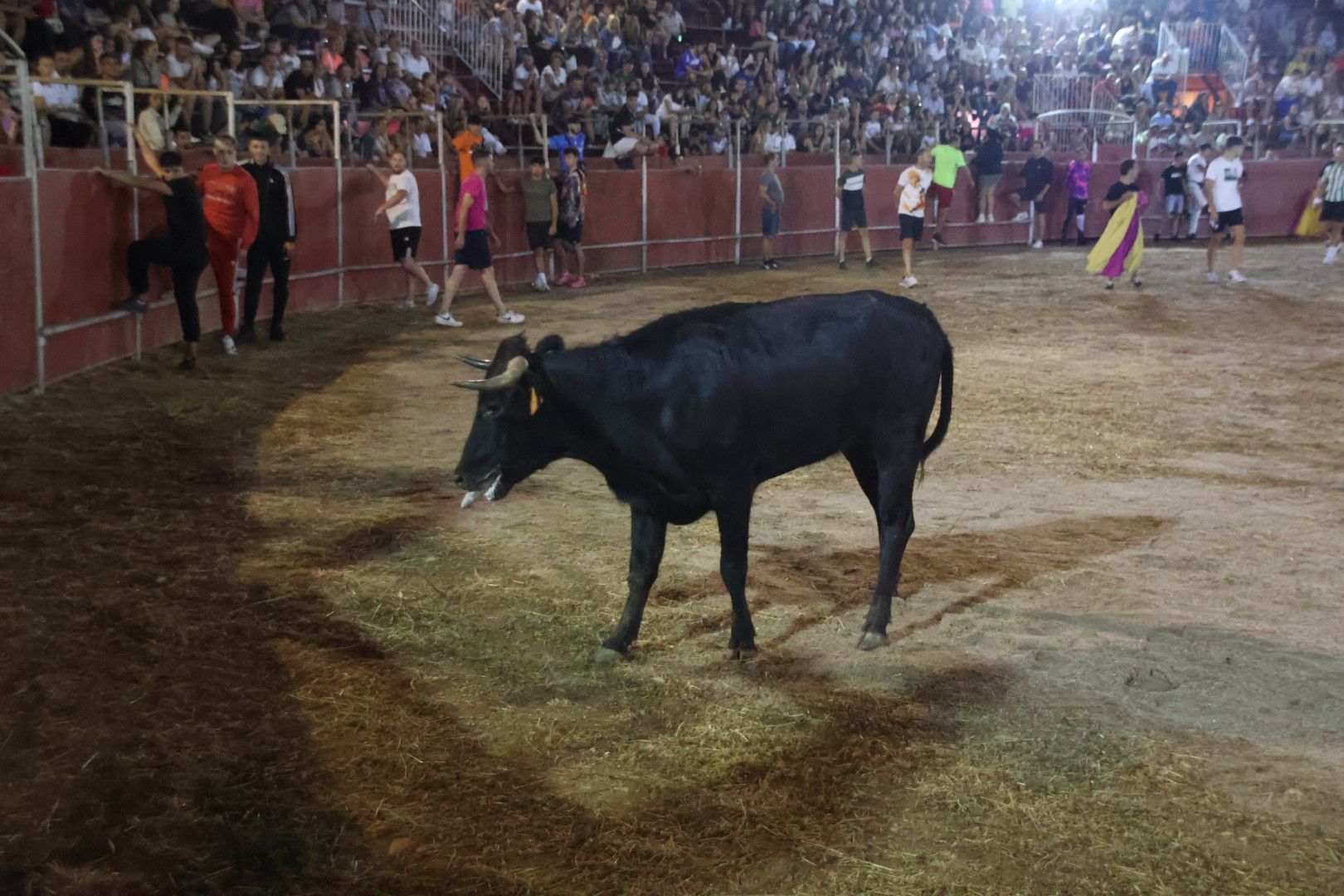 Capea Nocturna con suelta de vaquillas en Carbajosa