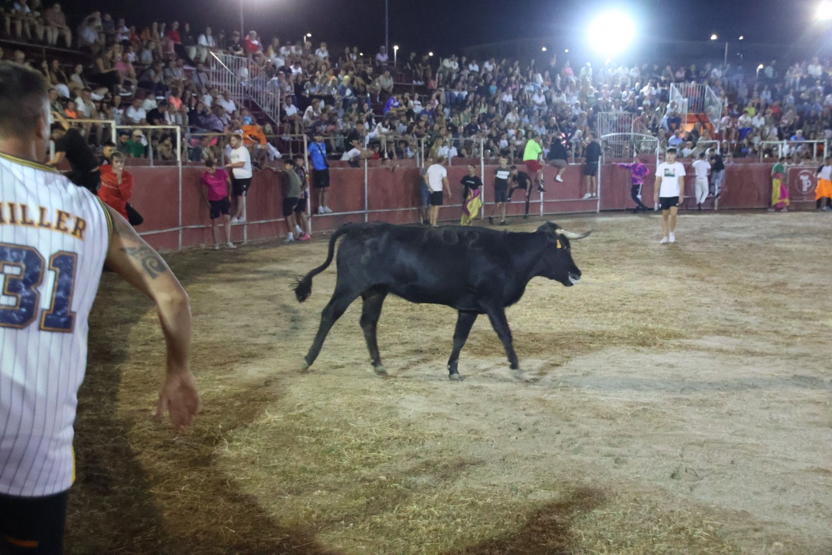 Capea Nocturna con suelta de vaquillas en Carbajosa