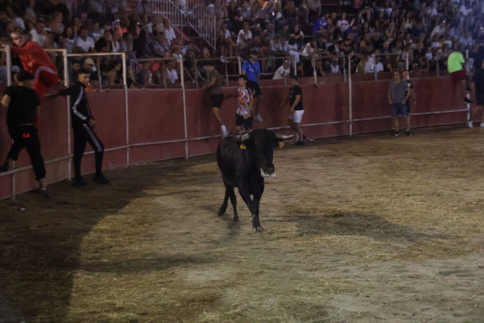 Capea Nocturna con suelta de vaquillas en Carbajosa