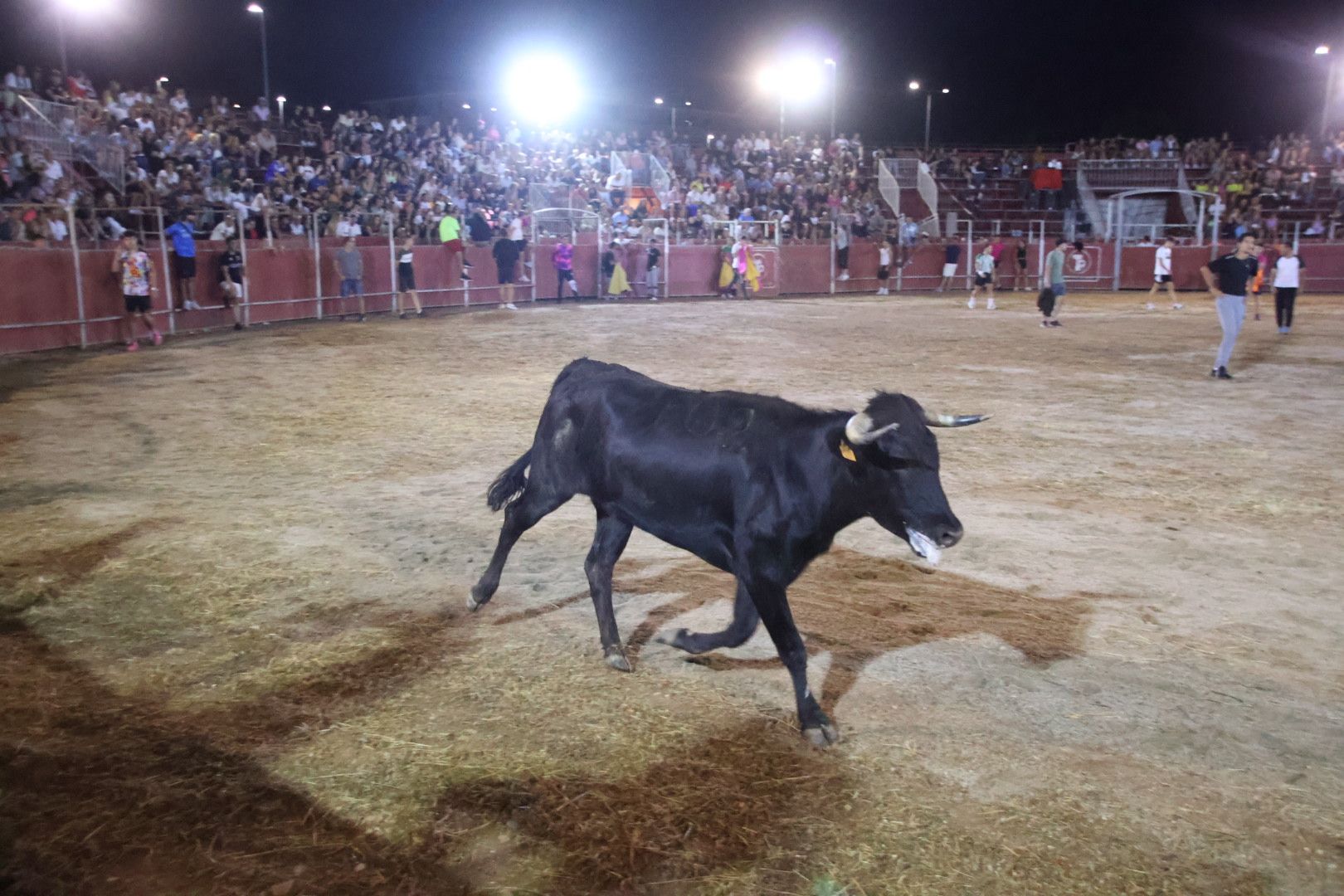 Capea Nocturna con suelta de vaquillas en Carbajosa