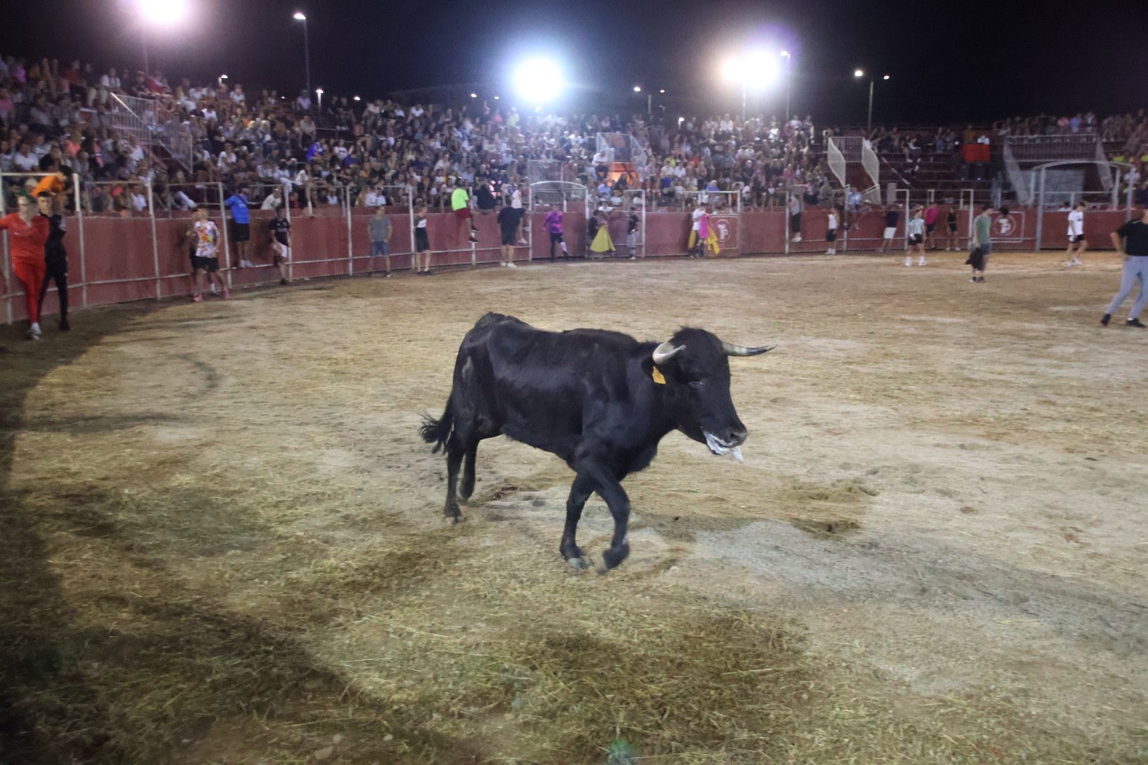 Capea Nocturna con suelta de vaquillas en Carbajosa