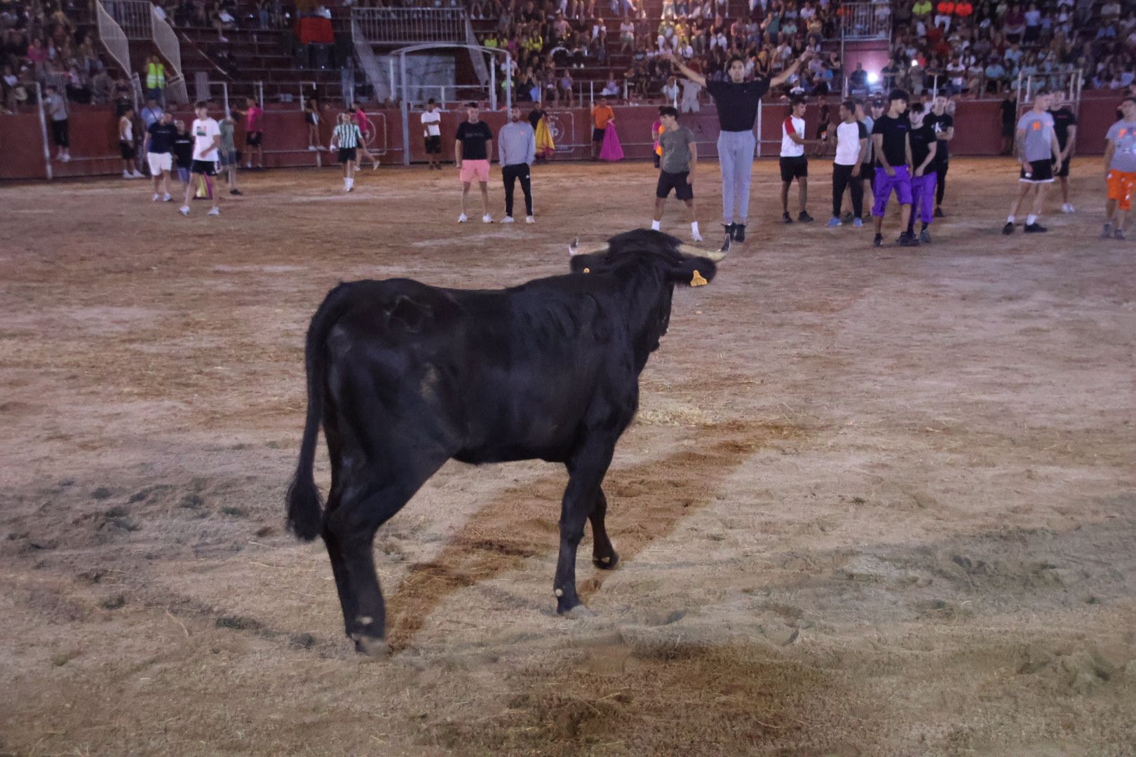 Capea Nocturna con suelta de vaquillas en Carbajosa