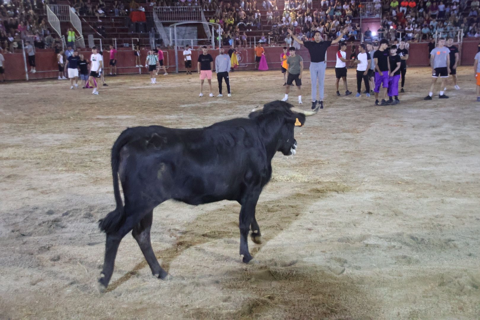 Capea Nocturna con suelta de vaquillas en Carbajosa