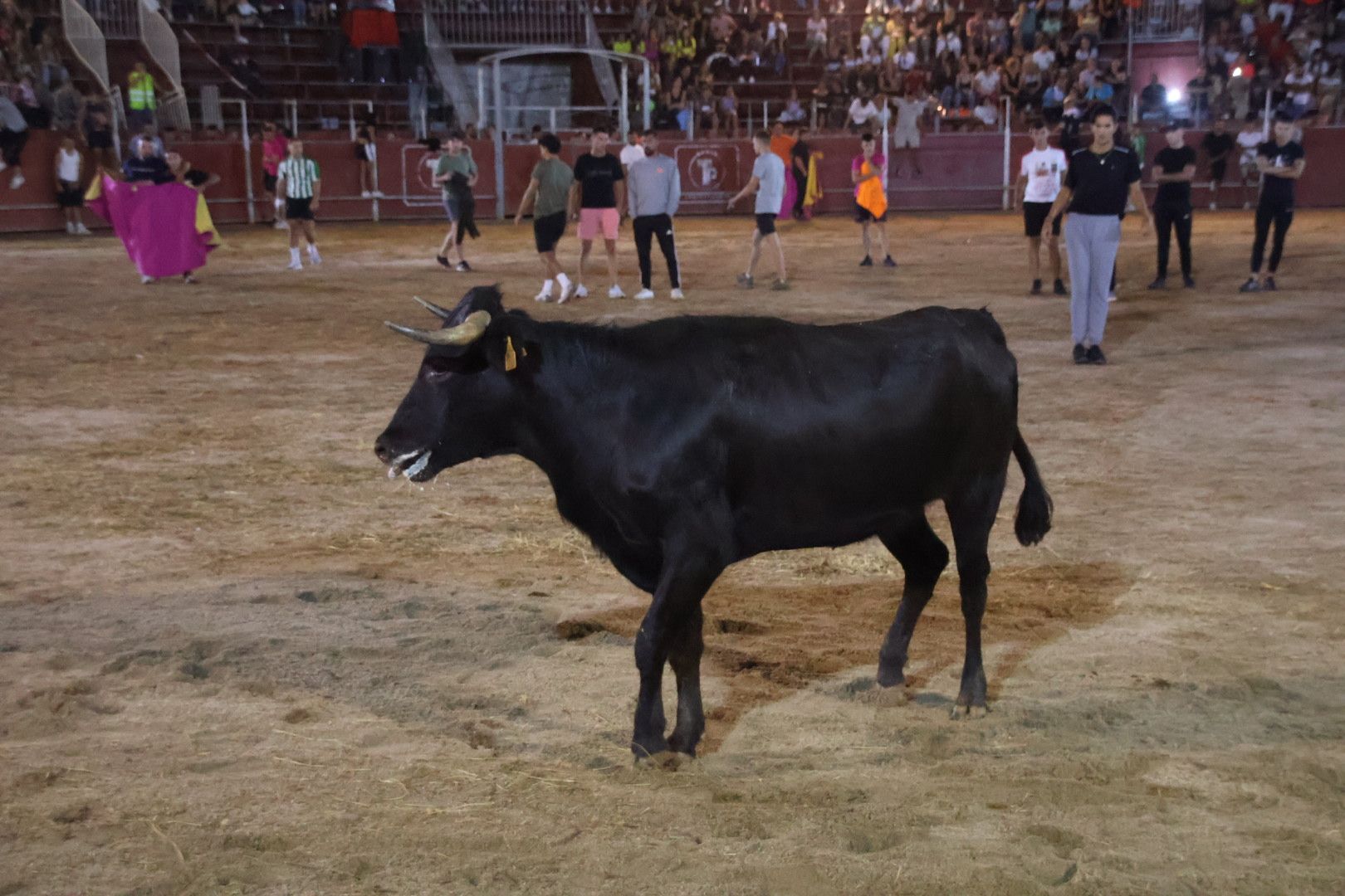 Capea Nocturna con suelta de vaquillas en Carbajosa