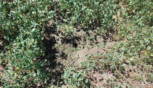 Destrozos de los topillos en los campos salmantinos durante la cosecha de agosto de 2024, en Santiago de la Puebla (2)