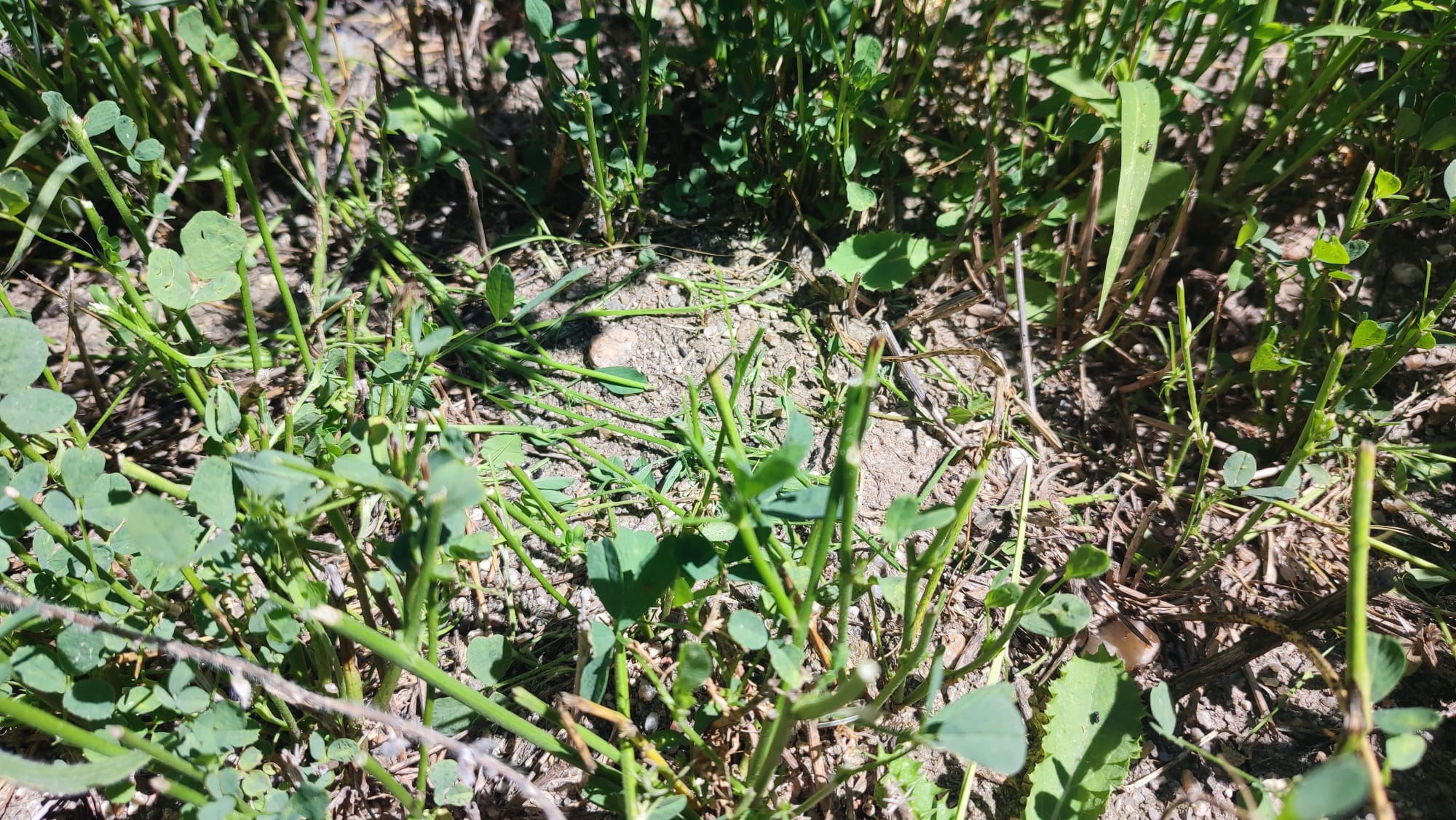 Destrozos de los topillos en los campos salmantinos durante la cosecha de agosto de 2024, en Santiago de la Puebla (5)