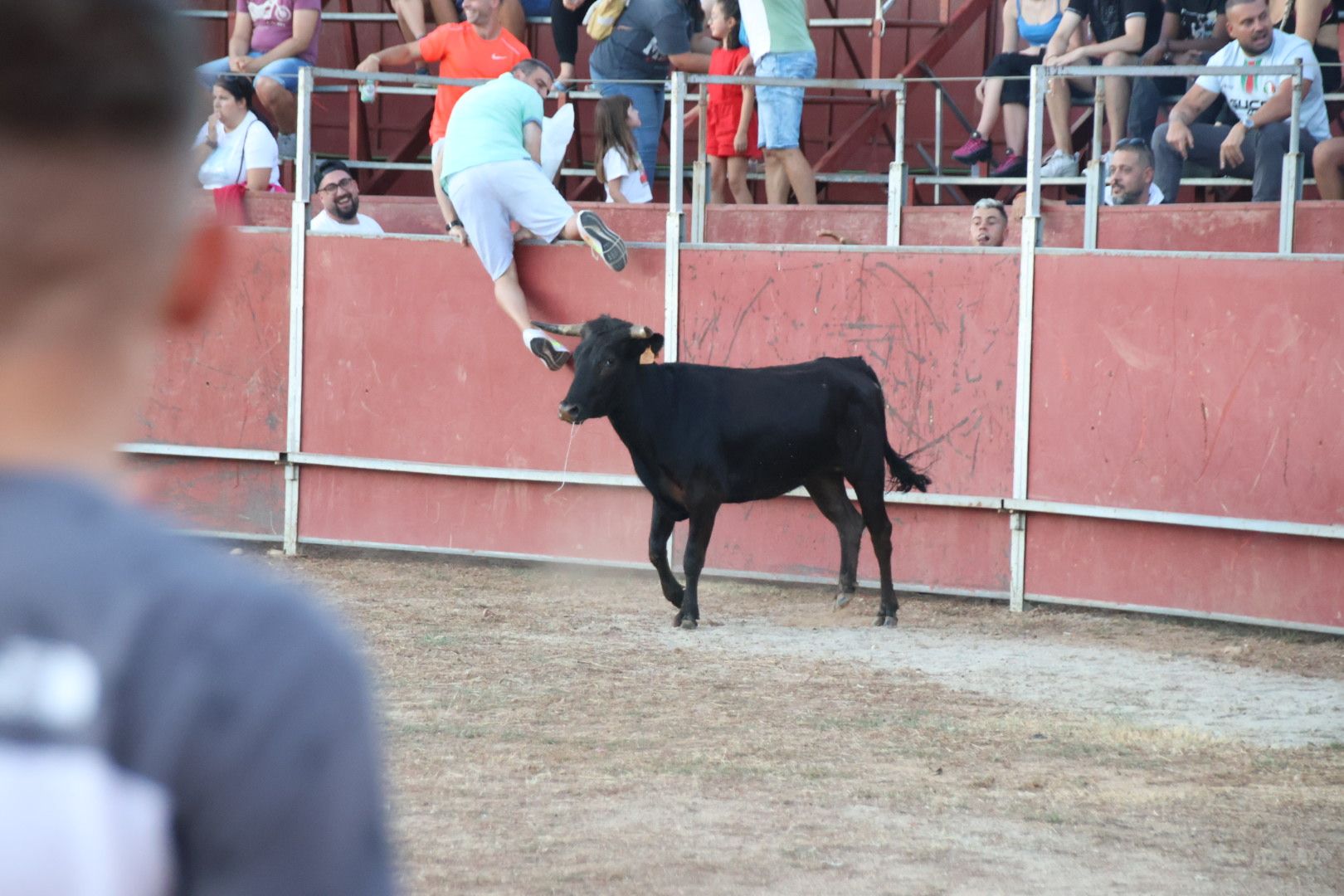 Suelta de vaquilla en Carbajosa 