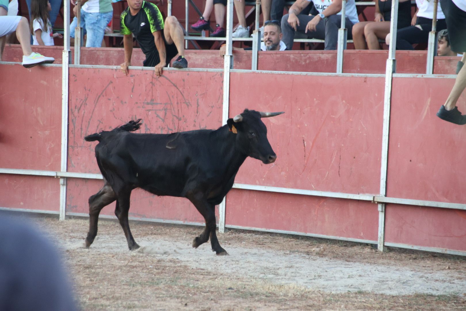 Suelta de vaquilla en Carbajosa 