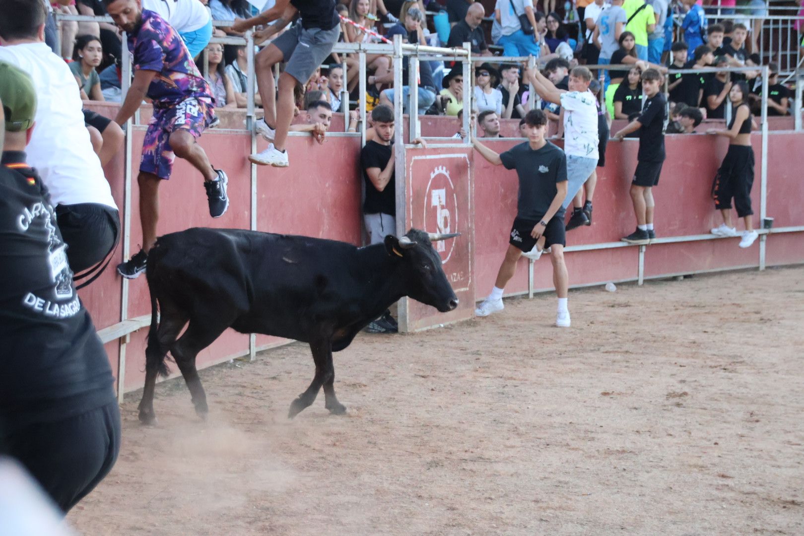 Suelta de vaquilla en Carbajosa 