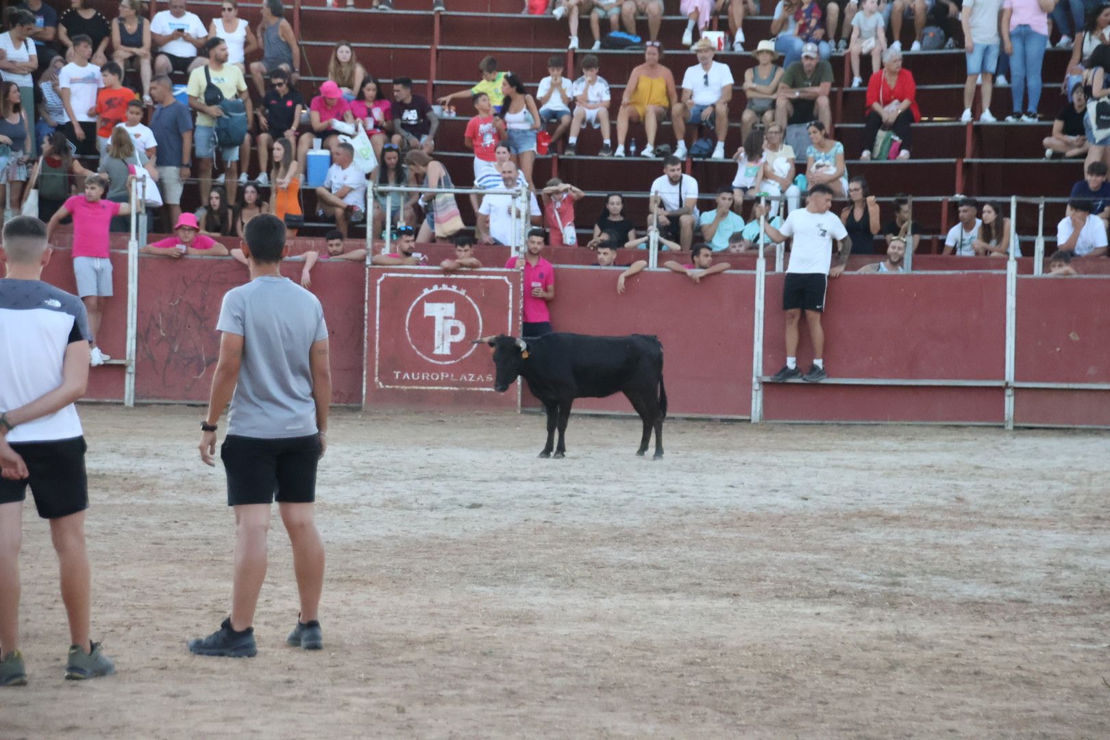 Suelta de vaquilla en Carbajosa 