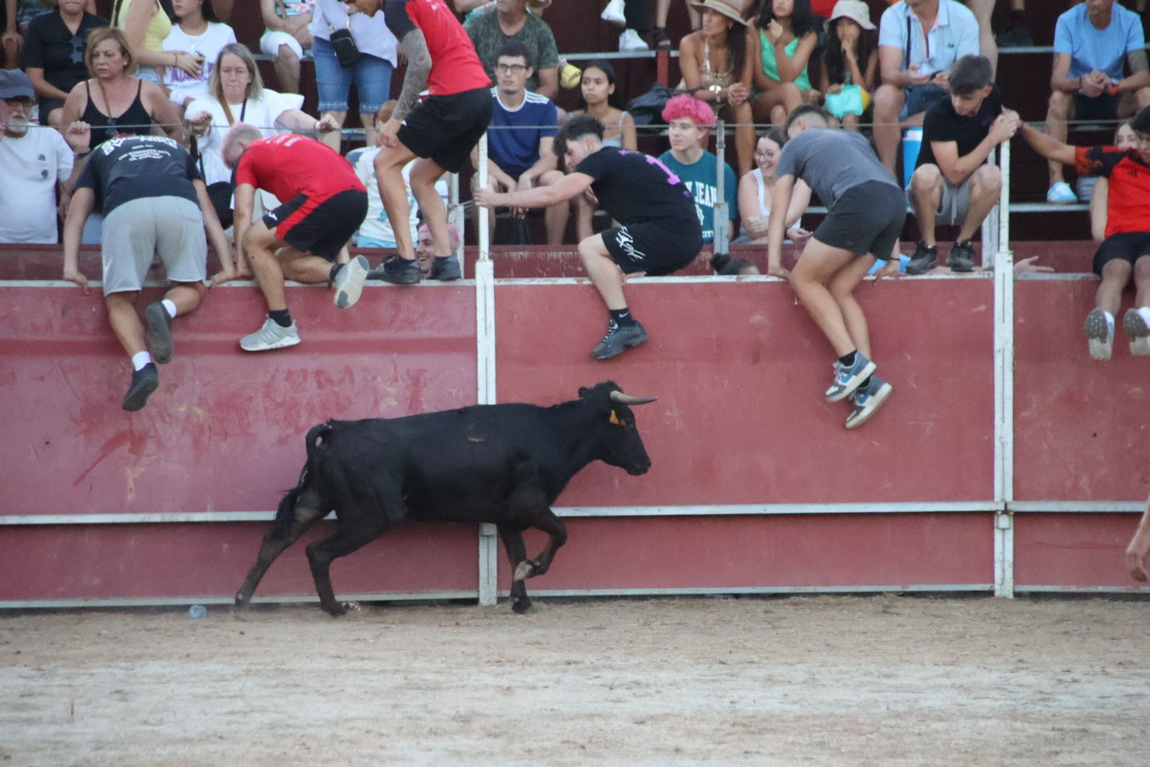 Suelta de vaquilla en Carbajosa 