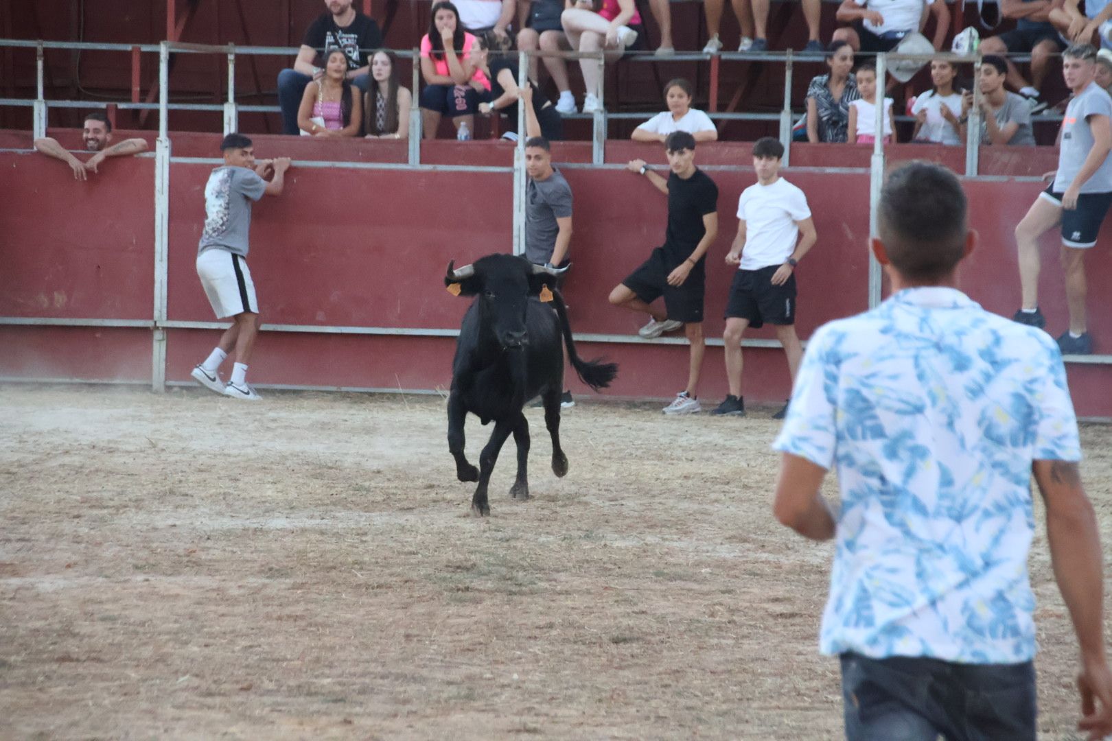 Suelta de vaquilla en Carbajosa 