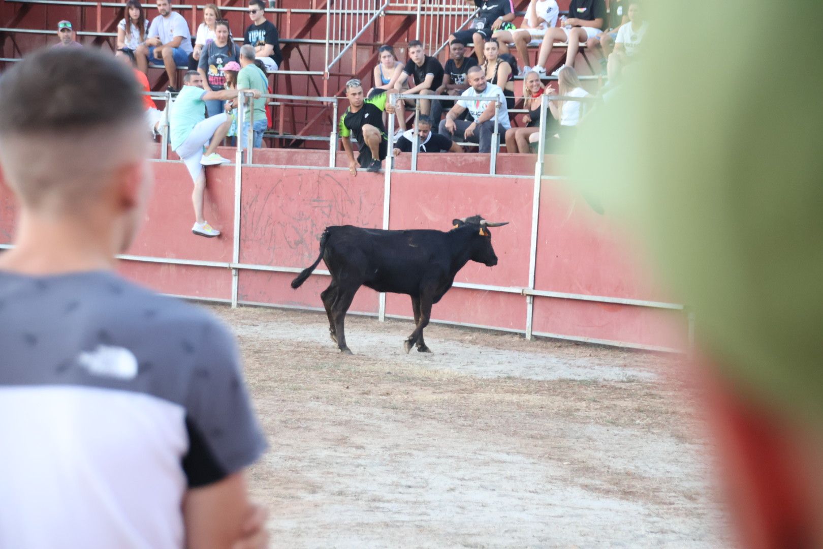 Suelta de vaquilla en Carbajosa 