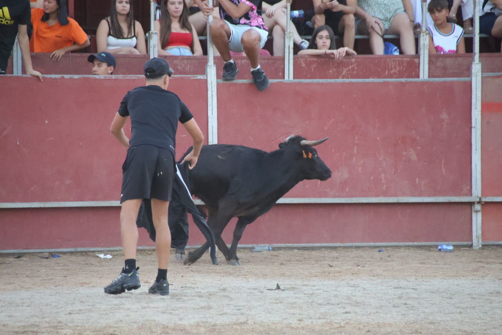 Suelta de vaquilla en Carbajosa 