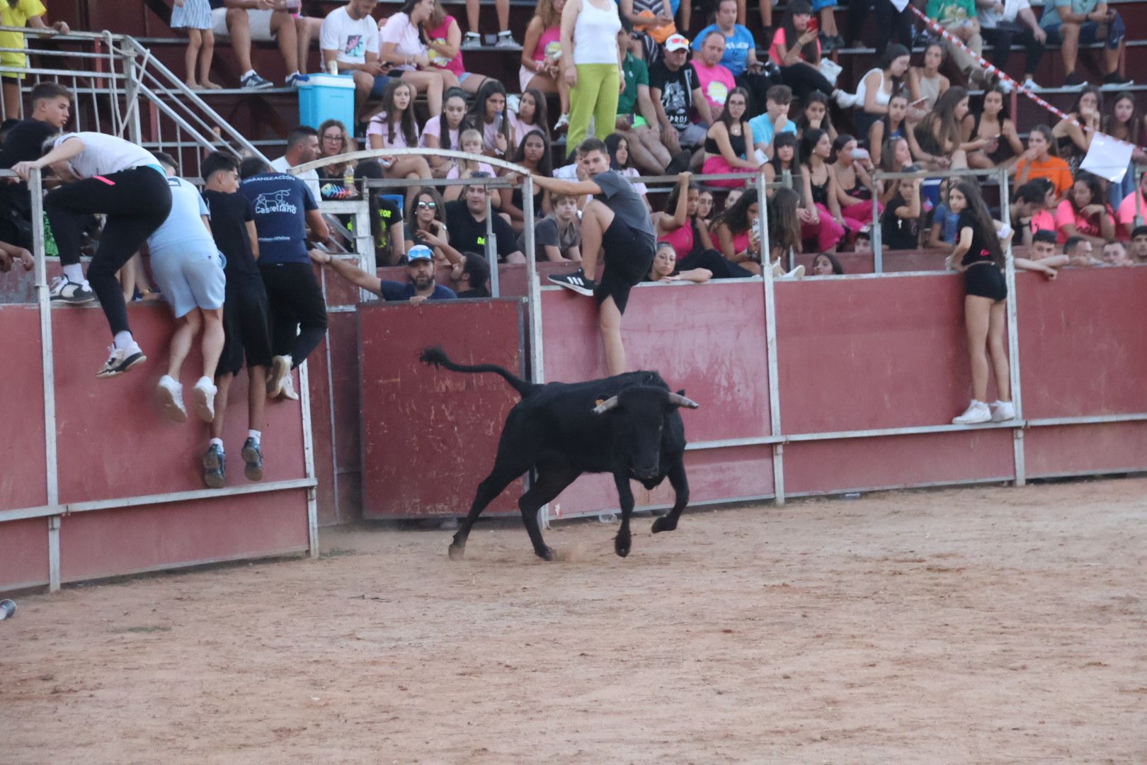 Suelta de vaquilla en Carbajosa 