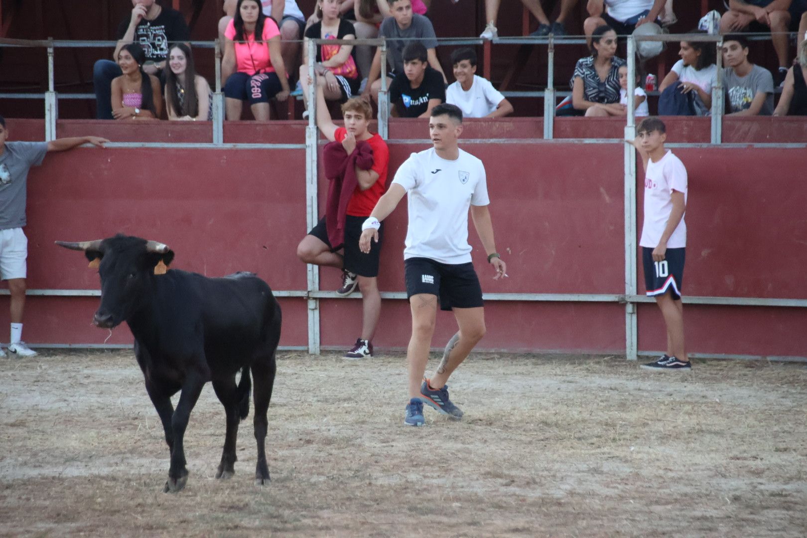 Suelta de vaquilla en Carbajosa 