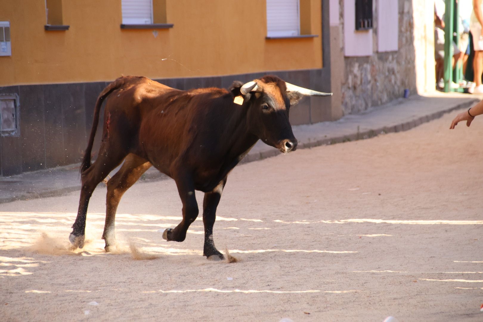 Calzada de Valdunciel, encierro urbano