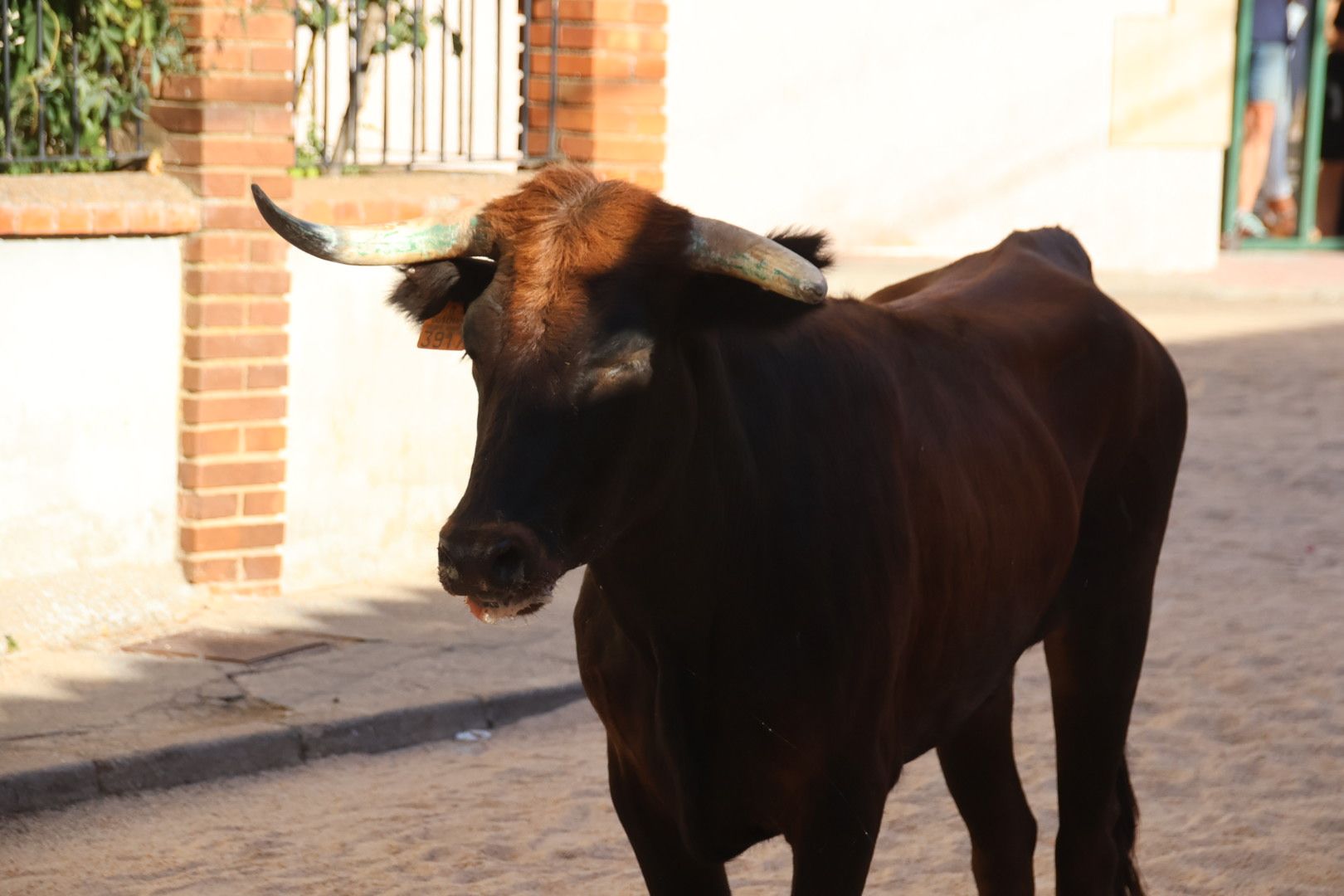 Calzada de Valdunciel, encierro urbano