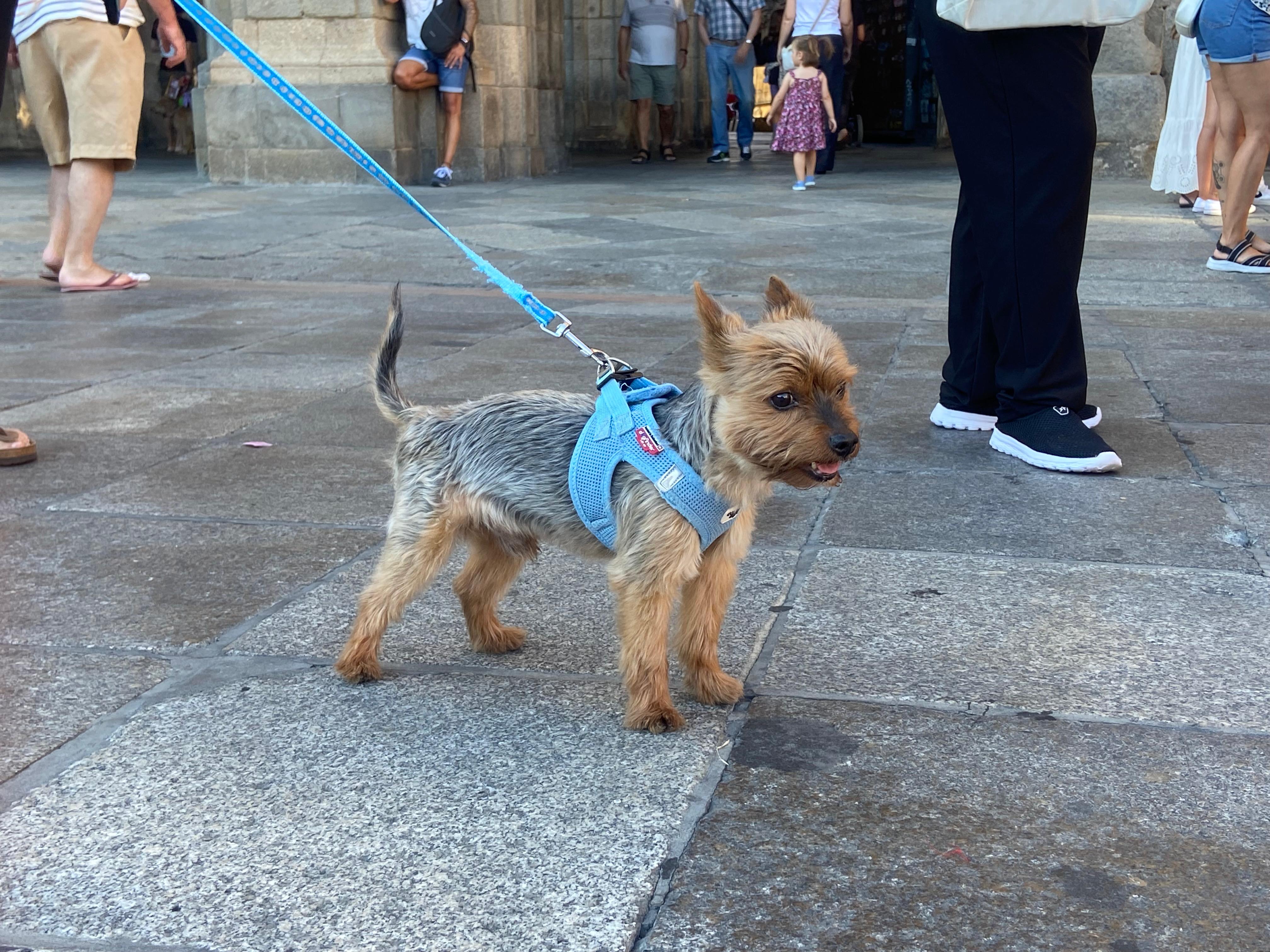 PACMA y varios vecinos se manifiestan en la Plaza Mayor tras los envenenamientos de animales en la Avenida Salamanca