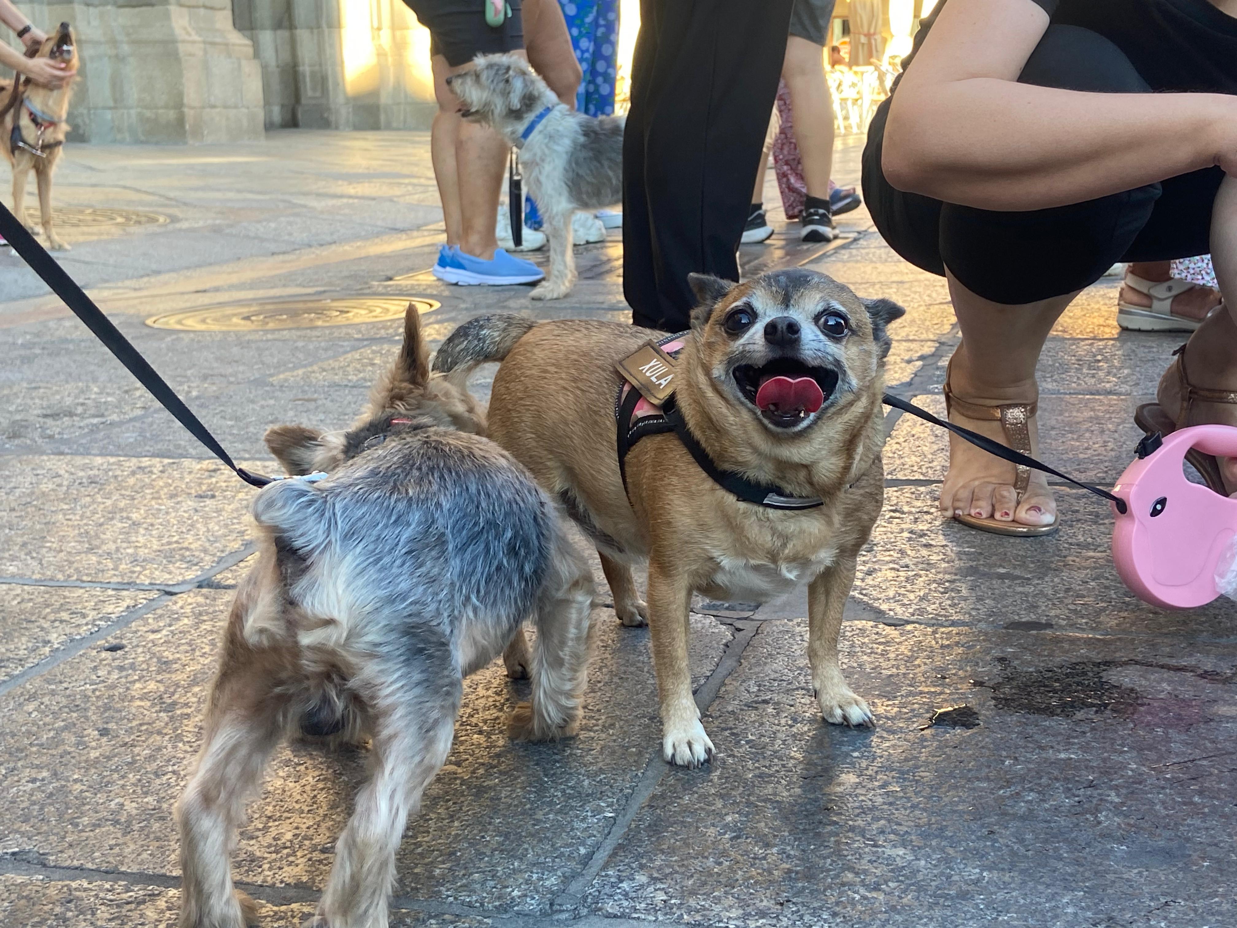 PACMA y varios vecinos se manifiestan en la Plaza Mayor tras los envenenamientos de animales en la Avenida Salamanca