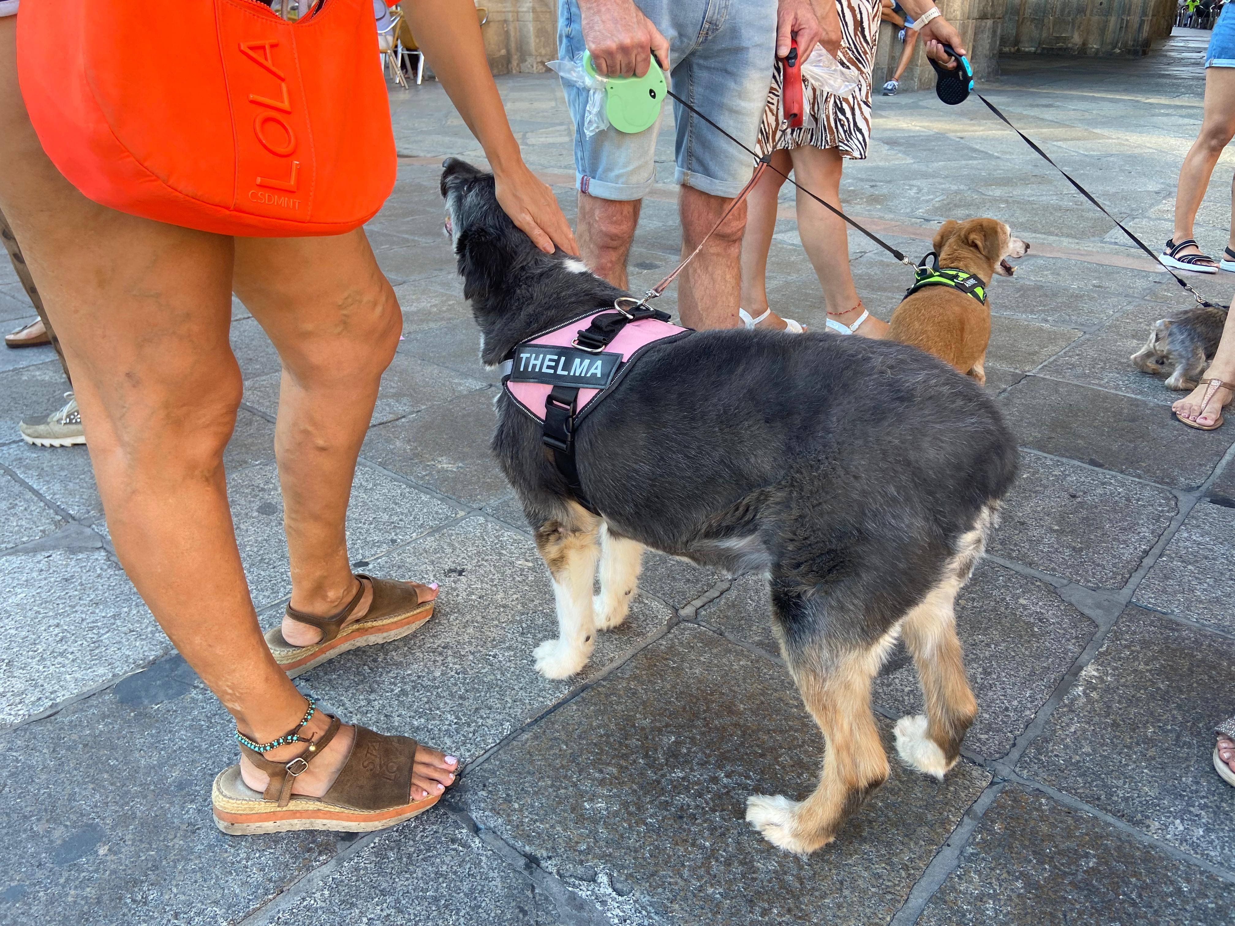 PACMA y varios vecinos se manifiestan en la Plaza Mayor tras los envenenamientos de animales en la Avenida Salamanca