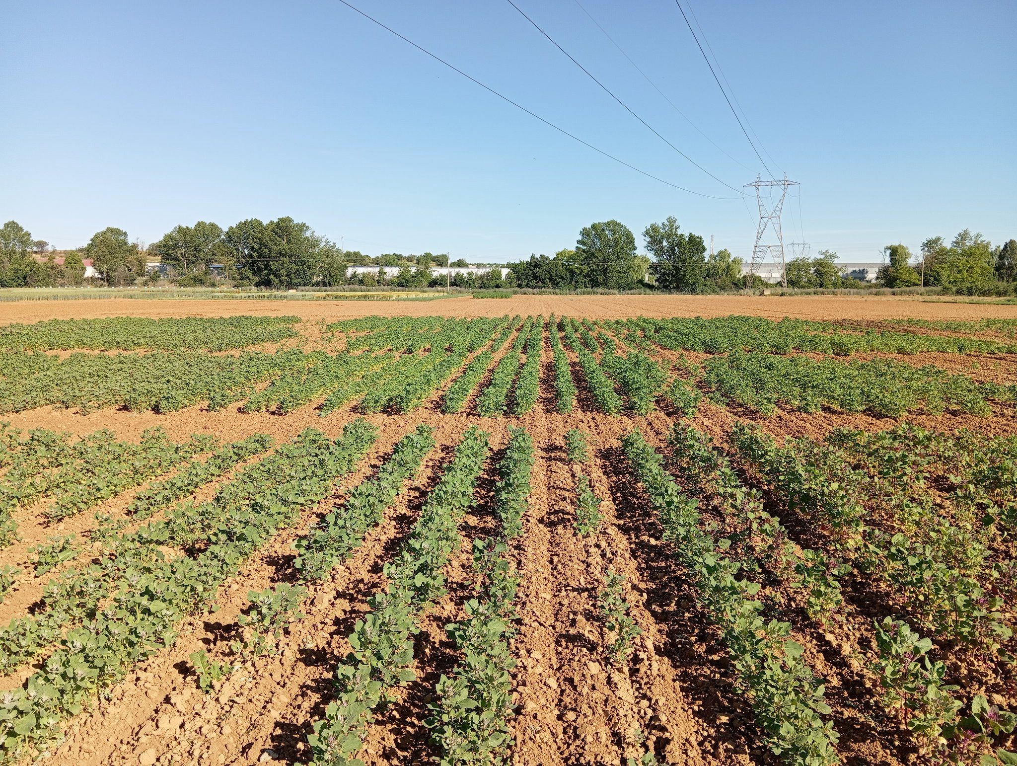 Quinoa, ensayos, semillas sin gluten. Foto Comunicación de la Junta de Castilla y León 