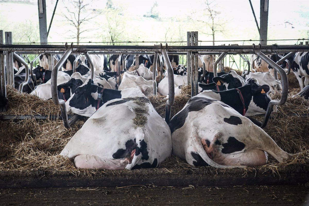 Vacas lecheras. Foto EP