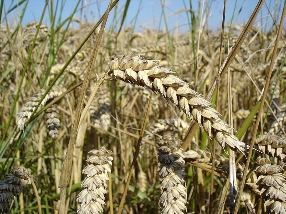 Cosecha de cereal. Foto EP